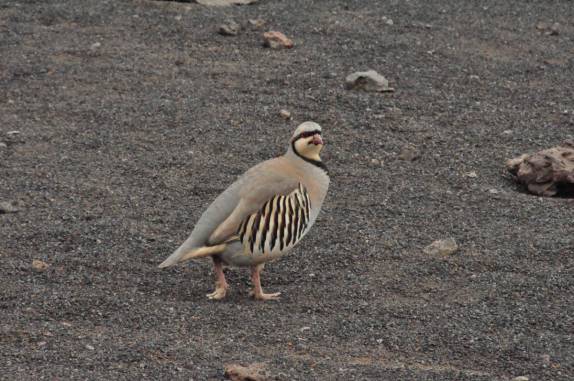 Um raro Nene, pássaro típico do arquipélago, caminha tranquilamente em trilha no alto do vulcão Haleakala, em  Maui, no Havaí